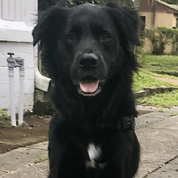 Bella, a black border collie/Labradoodle mix available for adoption at The Good Dog Rescue in Westiminster, CO